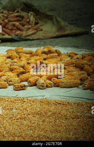 Maize and corn seeds are dried in the sun Stock Photo