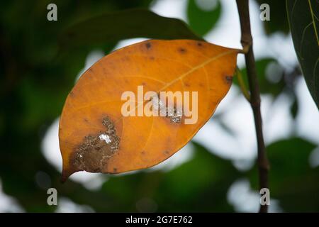 Red orange leaves on the branches of the jackfruit tree Stock Photo