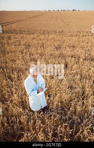 Scientist doing field test of new GMO grain for better yield, shot from above Stock Photo