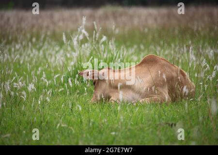 A beautiful cow's calf is sleeping in the field Stock Photo