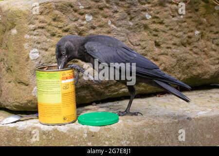 Jackdaw (Corvus monedula). Curious, intelligent,  a juvenile bird is attracted to an open tin of dog food, secured by  placing a dextrous foot on the Stock Photo