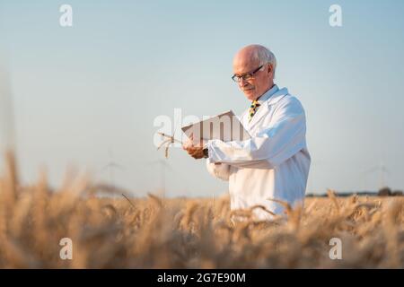 Researcher doing field test on new kinds of grain and wheat in outdoor research Stock Photo