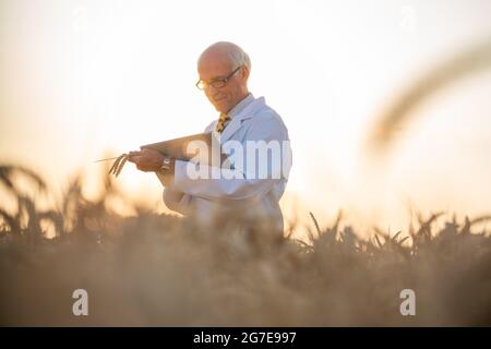 Man doing research on genetically modified grain in wheat field, he is an agricultural scientist Stock Photo