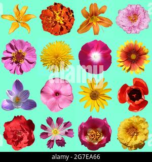 flowers collection isolated on aquamarine background Stock Photo
