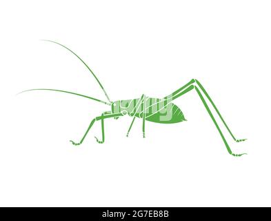 Vector of green bush-cricket long horned grasshopper on white background. From side view. Insect. Animals. Stock Vector