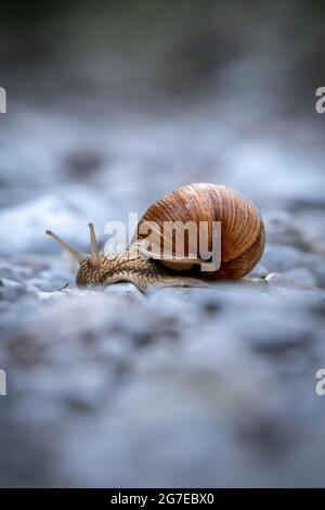 Snail on a gravel road with blurry background. Stock Photo