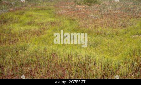 Typical bog landscape vegetation; Bogland Sphagnum, peat moss and Eriophorum vaginatum, the hare's-tail cotton and Drosera carnivorous plants Stock Photo