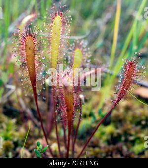 Drosera anglica, commonly known as the English Sundew or Great Sundew in closeup