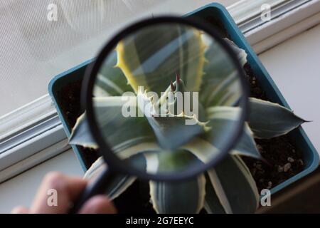 A hand holding a magnifying glass to examine a houseplant. Stock Photo