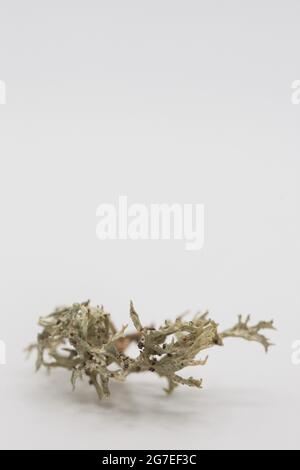 A piece of lichen against a white background. Stock Photo