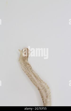 A shed snakeskin on a white background. Stock Photo