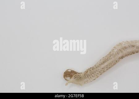 A shed snakeskin on a white background. Stock Photo