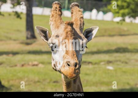 Giraffe in a wildlife reserve in Italy Stock Photo