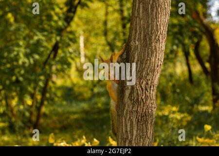 Squirrel on a tree trunk in an autumn park. Stock Photo
