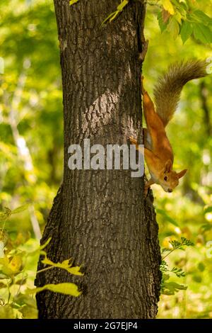 The squirrel is on a tree in a funny pose. The concept of protecting the environment and supporting the development of ecological programs. Stock Photo