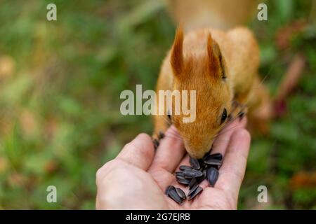 A squirrel eats sunflower seeds from a young mans hand. The concept of protecting the environment and supporting the development of ecological program Stock Photo