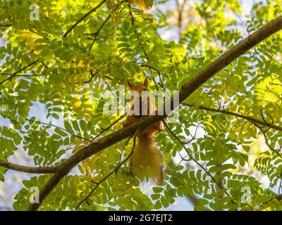 A red squirrel sits on a tree in a city park. Stock Photo