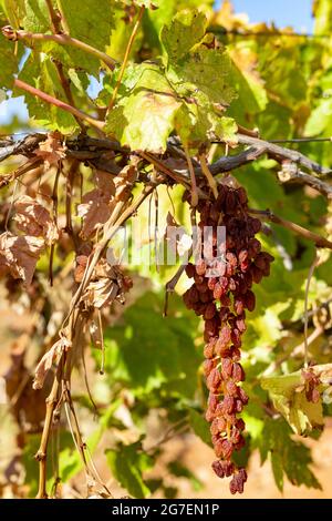 Sun Muscat grapes, drying on the vine, Mildura region Stock Photo - Alamy