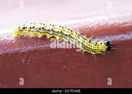 Boxwood moth caterpillar. Cydalima perspectalis. East Asian small butterfly. Stock Photo