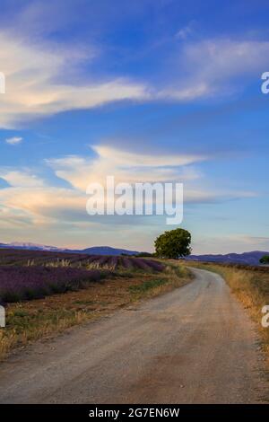 Warm colors in the sunset in a scenery of the lavender fields under the cloudy blue sky Stock Photo