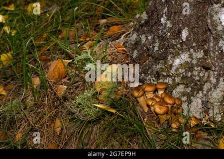 Honey mushrooms grow on a stump in the forest near the city. Environmental protection concept. Stock Photo