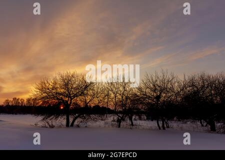 The sun shines through the trees at sunset. Stock Photo