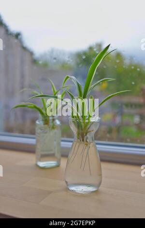 Propagating a spider plant in water on a windowsill Stock Photo - Alamy