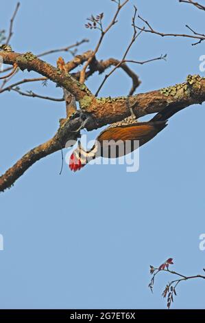 Common Flameback (Dinopium javanense intermedium) adult male feeding under branch Kaeng Krachen NP, Thailand                February Stock Photo