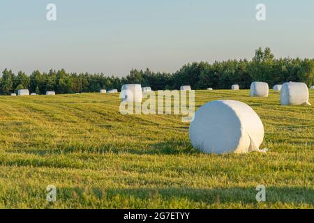 Rural landscape with hay bales packed in white plastic on the field with green grass surrounded with forest in sunny summer day Stock Photo