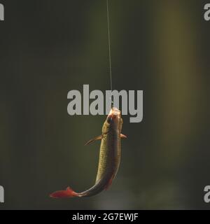 common roach on hook. Fishing with fishing rod. Fish on blurred background. fishing line Stock Photo