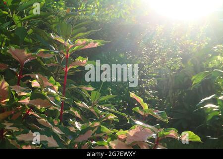Bright Sunbeams Shining on the Shrubs of Caricature Plant's Amazing Two-tone Color Foliage Stock Photo