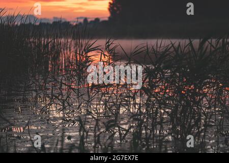 wonderful misty midsummer evening with river, yellow water lilies, young green reeds and red blurry clouds. Fog over water in Latvia Stock Photo
