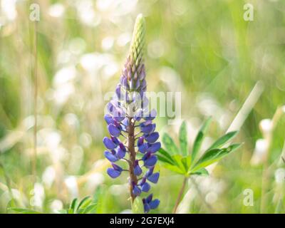 Lupines (Lupinus) in a forest meadow, North Rhine-Westphalia, Germany Stock Photo