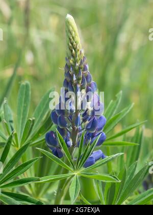 Lupines (Lupinus) in a forest meadow, North Rhine-Westphalia, Germany Stock Photo