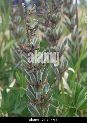 Lupines (Lupinus) in a forest meadow, North Rhine-Westphalia, Germany Stock Photo