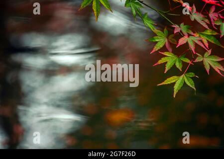 Close up photo of a maple leaf that turned red in autumn season Stock Photo