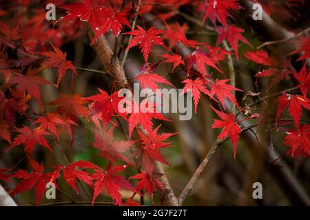 Close up photo of a maple leaf that turned red in autumn season Stock Photo