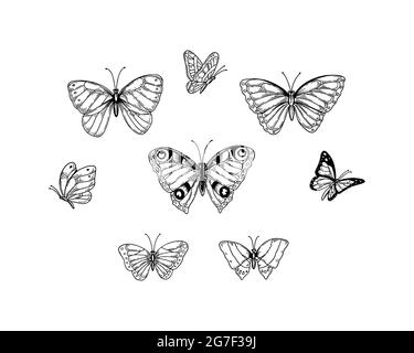 butterfly flying away drawing