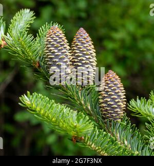 New cones developing on Balsam fir tree, Abies balsamea, Stock Photo