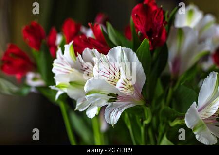 Alstroemeria flowers Red and white colors bouquet on dark background. Close up. Copy space Stock Photo