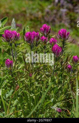 Small-flowered Paintbrush, Castilleja parviflora, at Marmot Pass in the Buckhorn Wilderness, Olympic National Forest, Olympic Mountains, Washington St Stock Photo