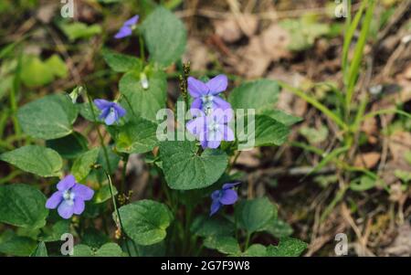 Viola odorata or sweet violet close up in the forest. Beautiful purple flower on a green natural background. Stock Photo