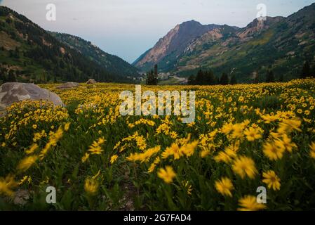 Yellow wildflowers blowing in the wind on a mountain hillside.  Beautiful wildflowers in the Albion Basin, Utah, are world renowned. Stock Photo