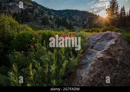Morning sunrise shining on wildflowers in a mountain meadow. Brightly colored Indian Paintbrush light up with suns morning rays. Stock Photo