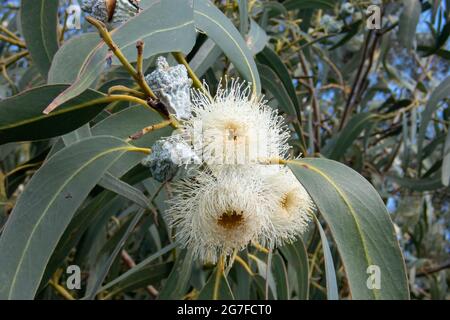 Eucalyptus cosmophylla, White Cup Gum Stock Photo