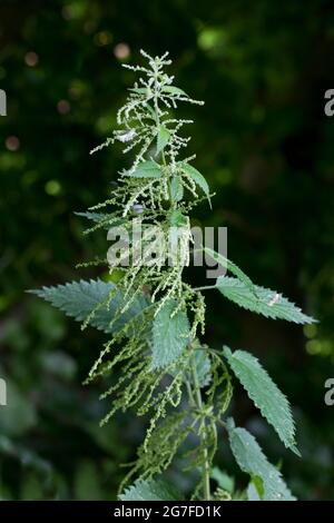 Green nettle weed in an European meadow during spring Stock Photo - Alamy
