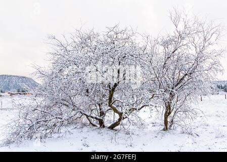Desert trees covered in fresh winter snow in Sedona, Arizona. Stock Photo