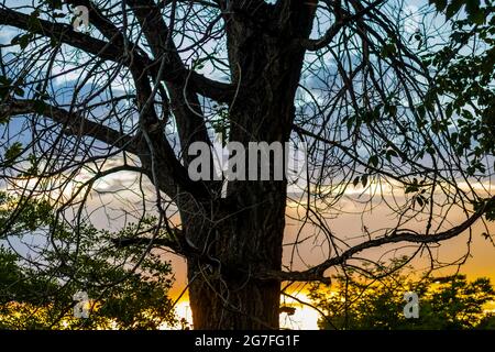 The sun sets directly behind a large tree Stock Photo