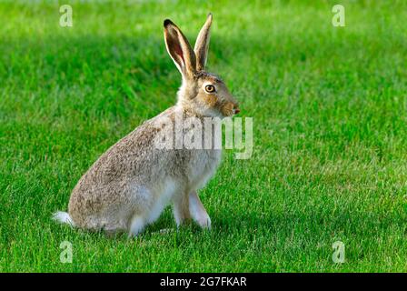 A wild white-tailed jack rabbit (Lepus townsendii) sitting on a fresh cut lawn in an urban setting in Alberta Canada. Stock Photo