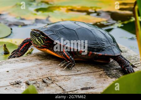 Close uo shot of painted turtle (Chrysemys picta) resting on a log in the lake Stock Photo